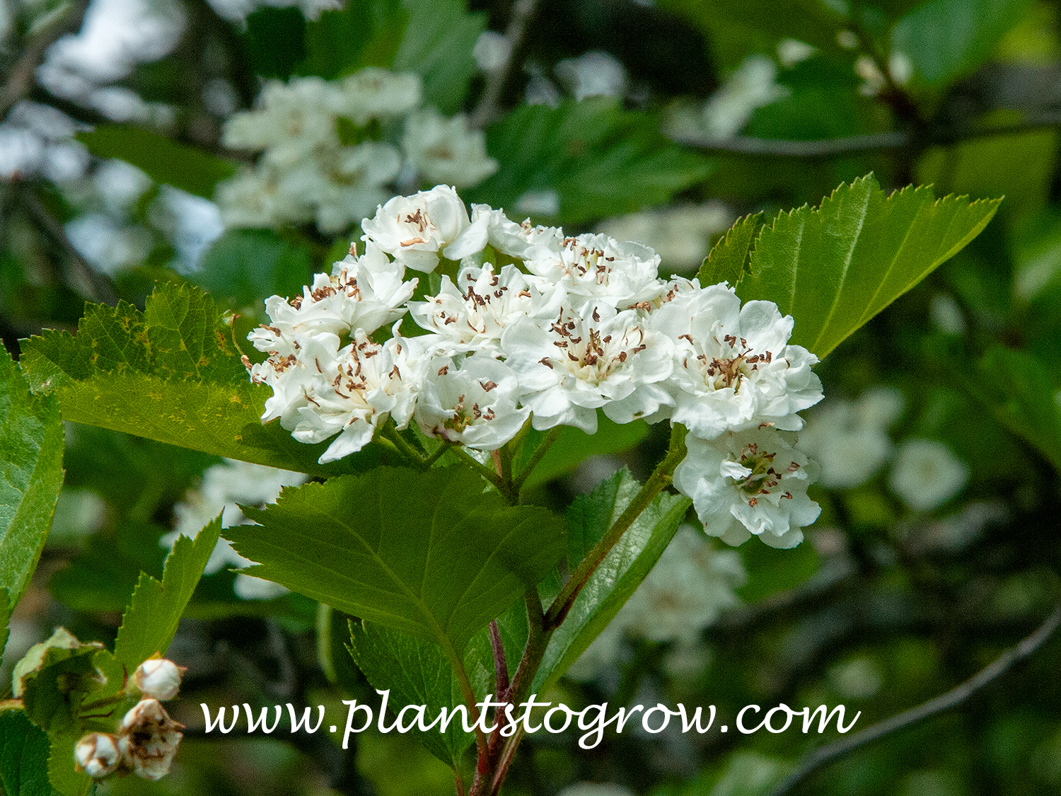 Snowbird Hawthorn (Crataegus x mordenedsis) 
A cluster of white double flowers. The dark structures inside the flower are mostly the stamens.